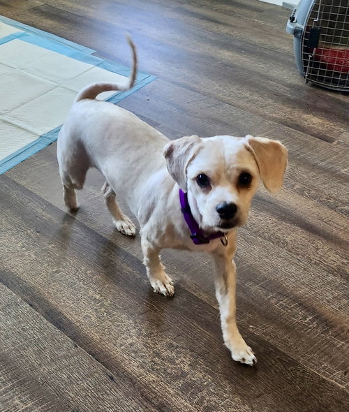 Loki, an adoptable Shih Tzu in Mooresville, NC