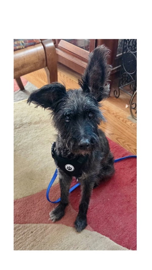 Max, an adoptable Schnauzer in Mooresville, NC