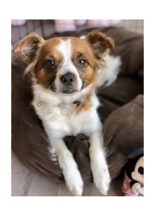 Egg, an adoptable Papillon in Mooresville, NC