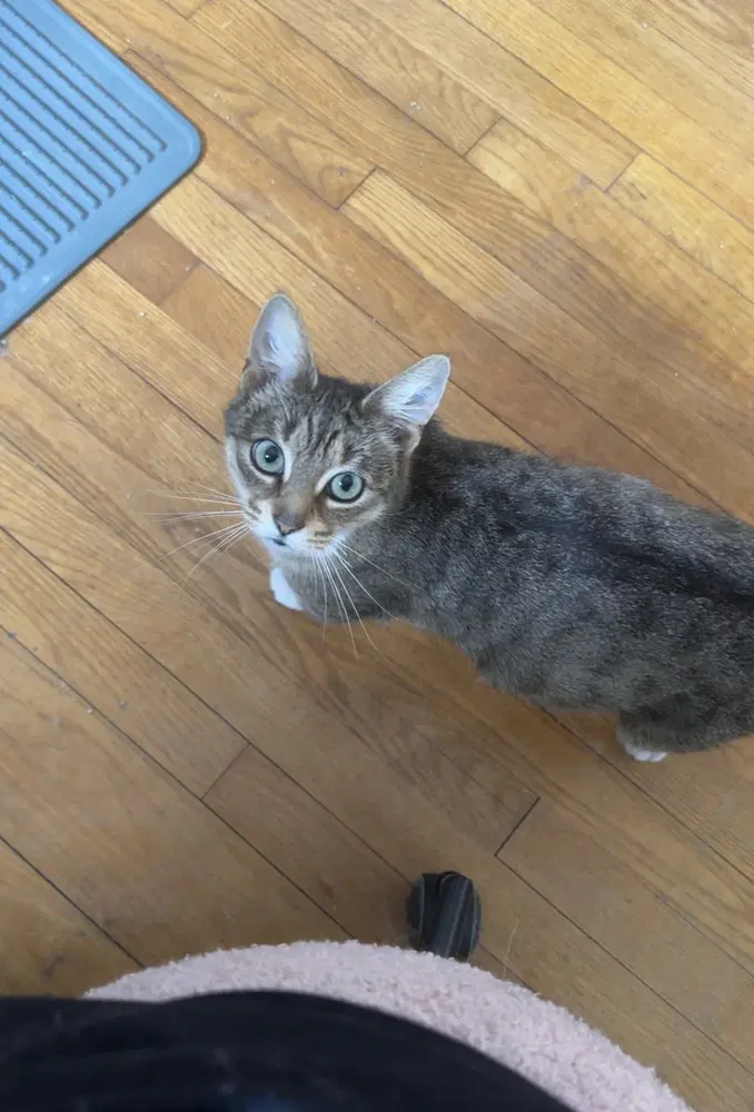Elsa - Domestic Short Hair