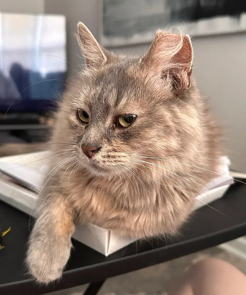 Tatelynn - Domestic Long Hair