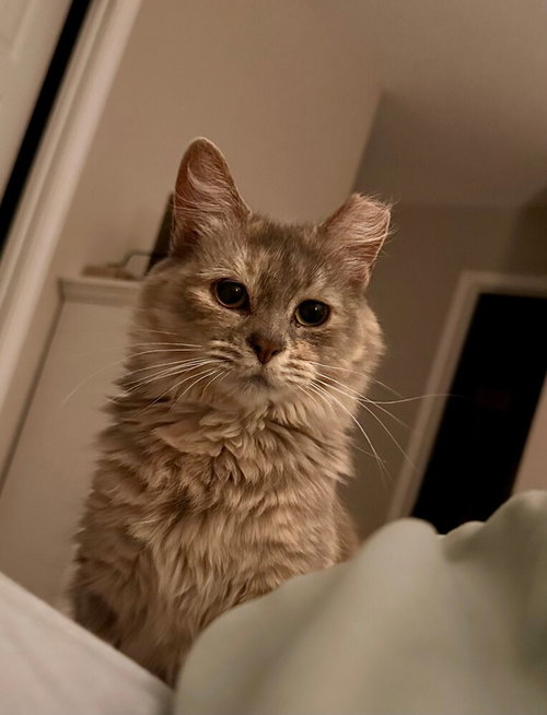 Tatelynn, a cat for adoption from Piedmont Animal Rescue