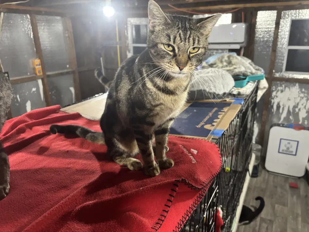 Marbles - Domestic Short Hair