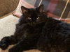 Fudge - Photo 1
