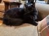 Fudge - Photo 2