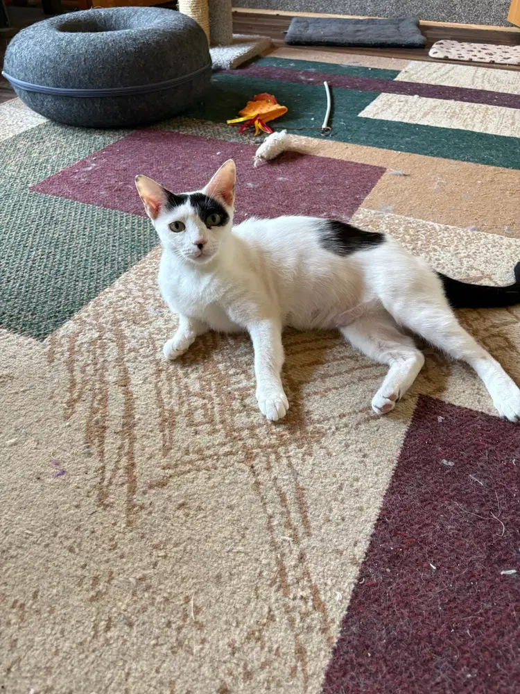 Olympia - Domestic Short Hair