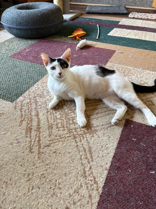 Olympia, a cat for adoption from Piedmont Animal Rescue