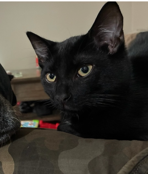 Leo, a cat for adoption from Piedmont Animal Rescue