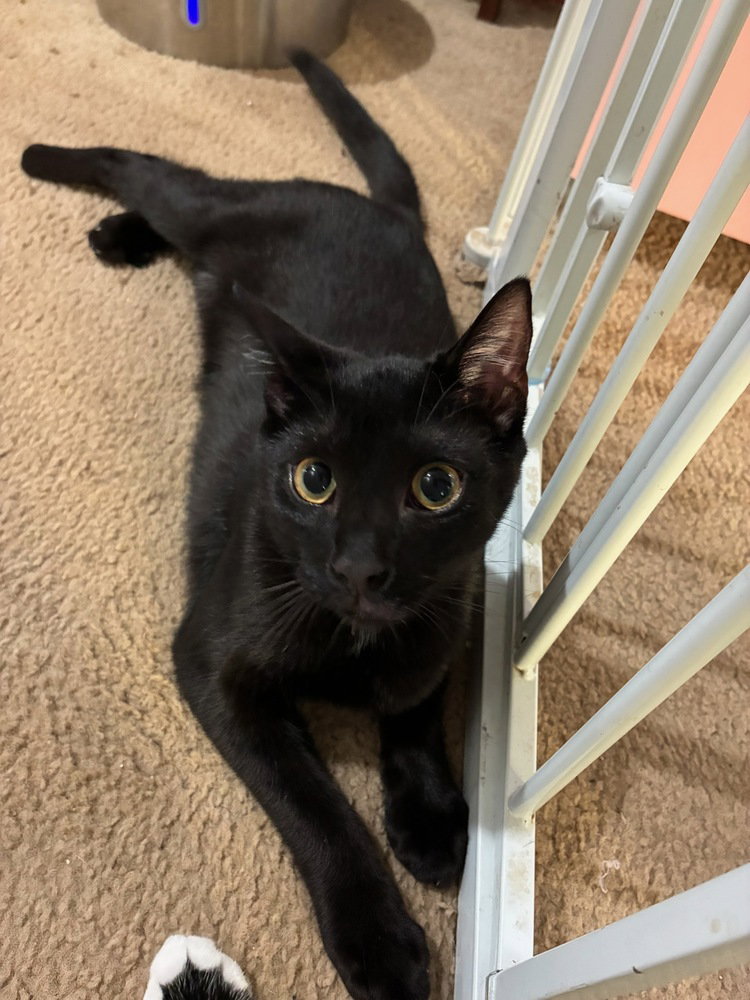 Leo
