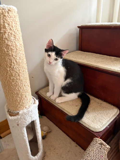 picture of the cat needing adoption
