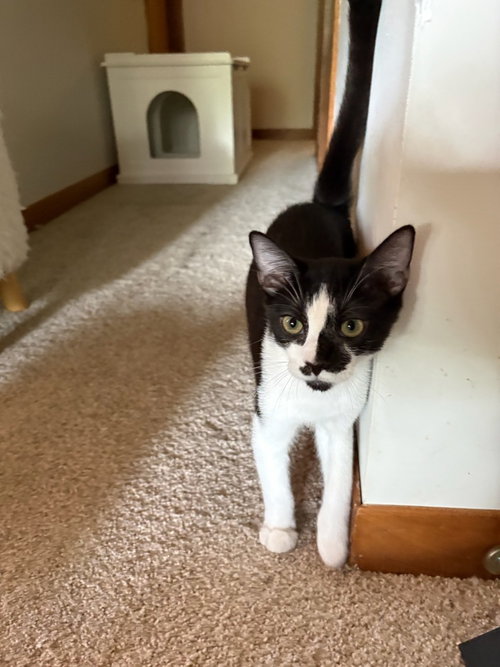 Jethro, a cat for adoption from Piedmont Animal Rescue