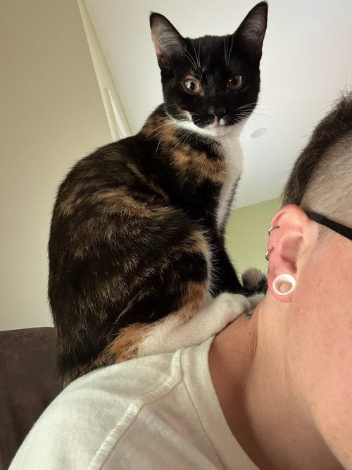 Rhea, a cat for adoption from Piedmont Animal Rescue