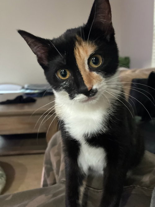 Nova, a cat for adoption from Piedmont Animal Rescue