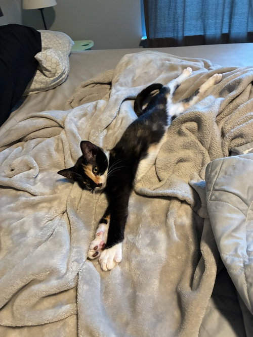 Photo 2 of Nova