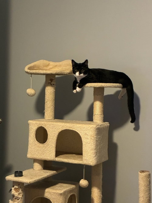 Orion, a cat for adoption from Piedmont Animal Rescue
