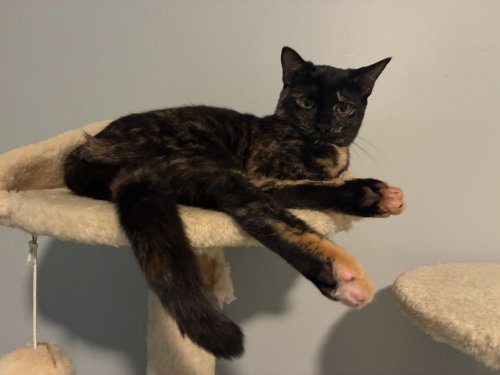 Stella, a cat for adoption from Piedmont Animal Rescue