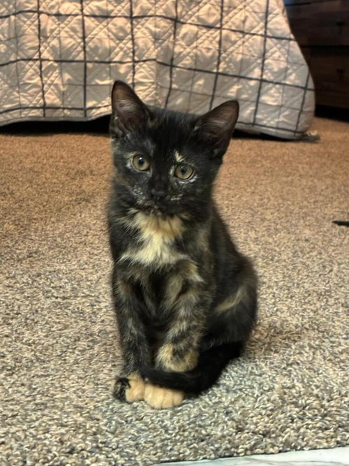 Photo 2 of Stella