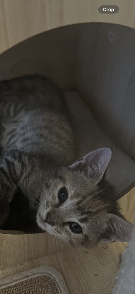 Mako, Baby Domestic Short Hair / Mixed (short coat), cat for adoption in Hickory, North Carolina