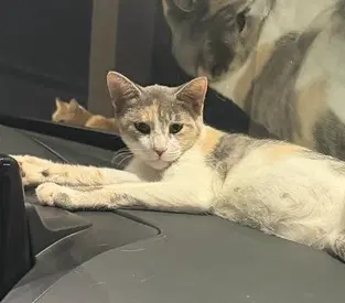 Branch - Domestic Short Hair