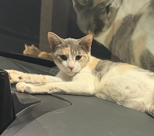 Branch, a cat for adoption from Piedmont Animal Rescue