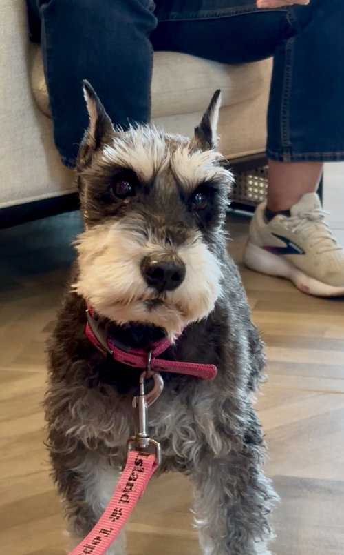 Scarlet, an adoptable Schnauzer in Mooresville, NC