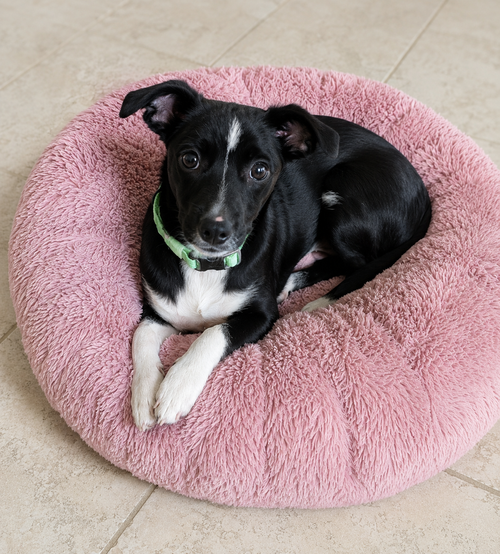 Macy photo 2