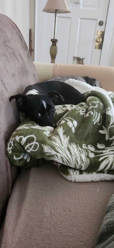 Macy photo 4