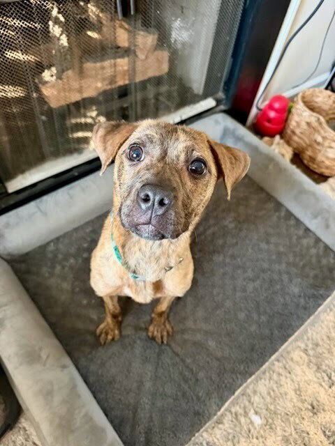 Strudel, an adoptable Terrier in Mooresville, NC