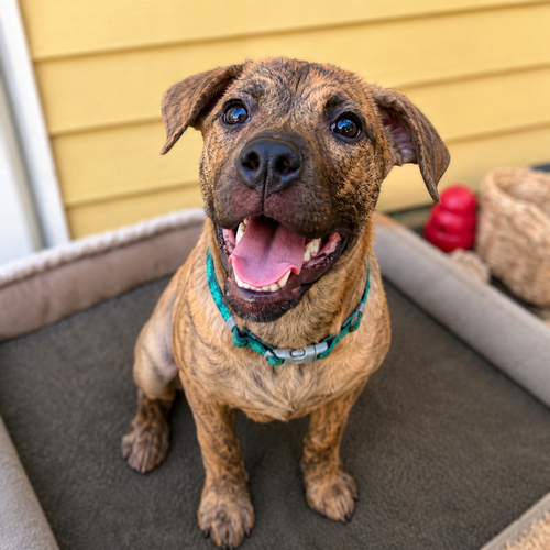 STRUDEL - Terrier available for adoption