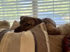 Strudel - Photo 4
