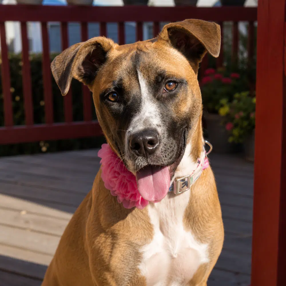 Esme - Boxer