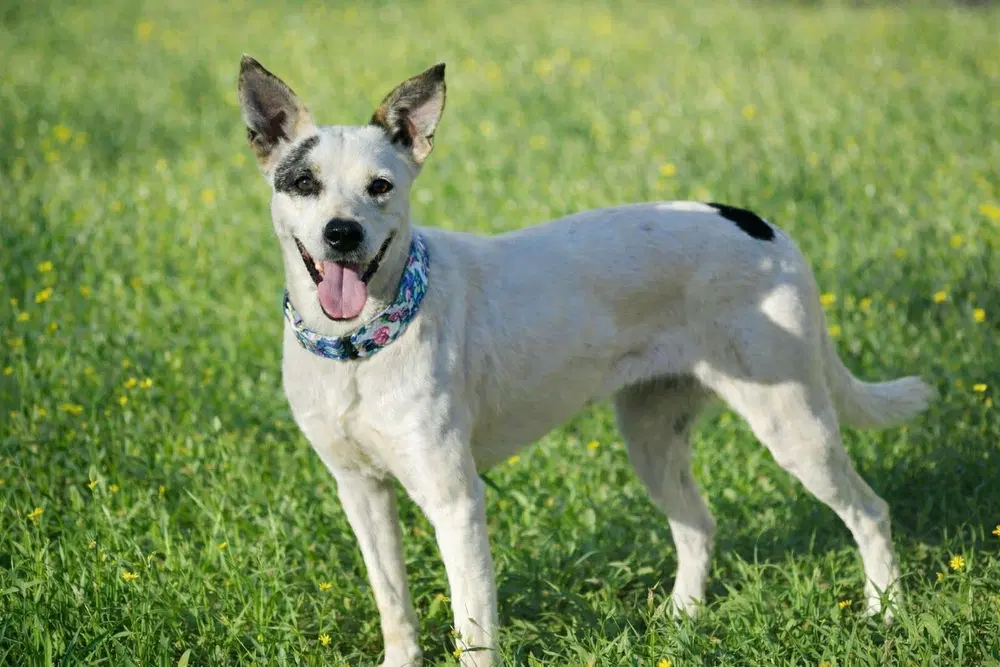 Ethel Mae - Australian Cattle Dog/Blue Heeler