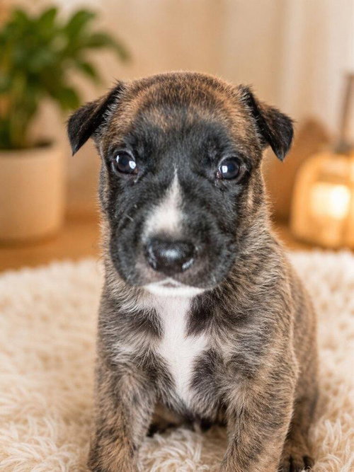 Millie puppy MALE4, an adoptable German Shepherd Dog in Mooresville, NC