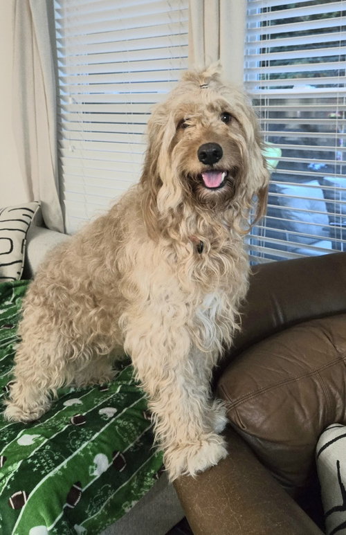 Rue, an adoptable Golden Retriever in Mooresville, NC