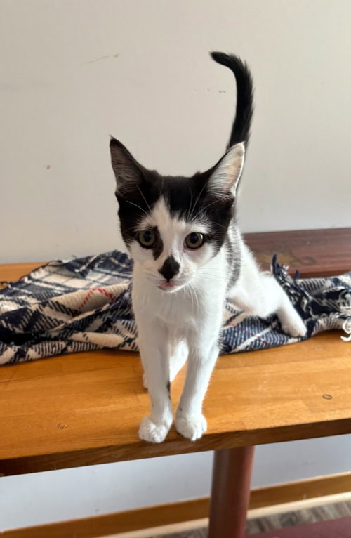 Petunia, an adoptable Domestic Short Hair in Mooresville, NC