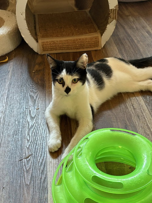 Petunia, a cat for adoption from Piedmont Animal Rescue
