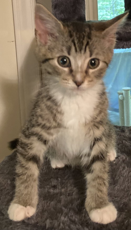 JUNIE BEA - Domestic Short Hair available for adoption