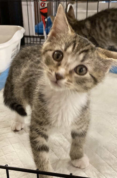 JUNIE BEA - Domestic Short Hair available for adoption