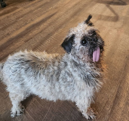 Gilligan, an adoptable Shih Tzu in Mooresville, NC