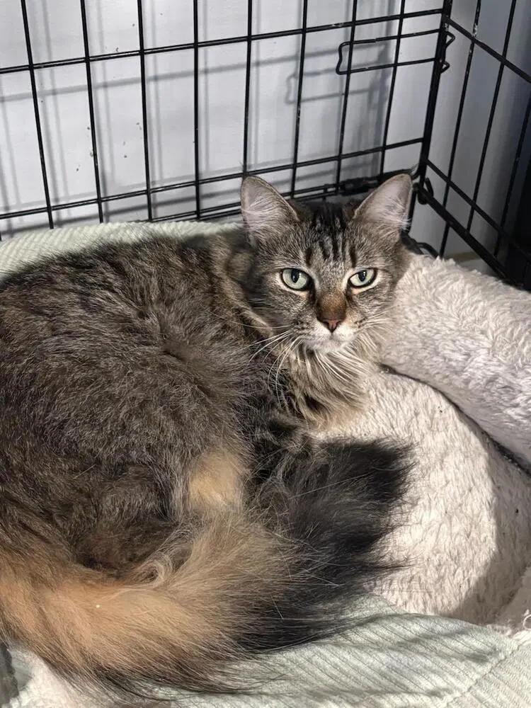 Kylie - Domestic Long Hair