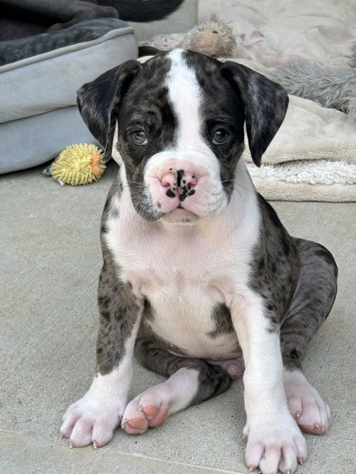 Odin