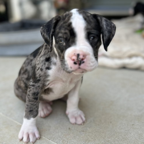 Odin photo 4