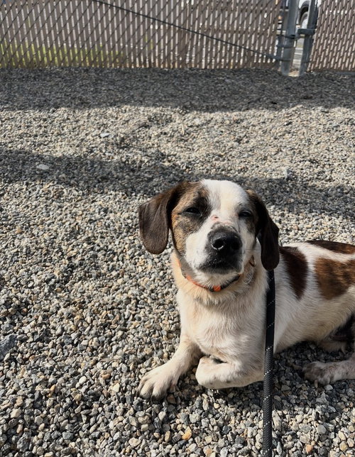 Spot, an adoptable Beagle in Mooresville, NC