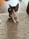 Chip - Photo 1