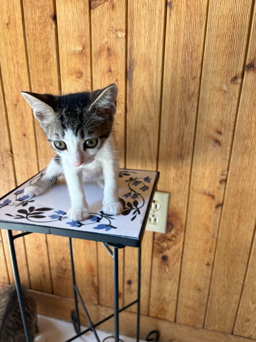CHIP - Domestic Short Hair available for adoption