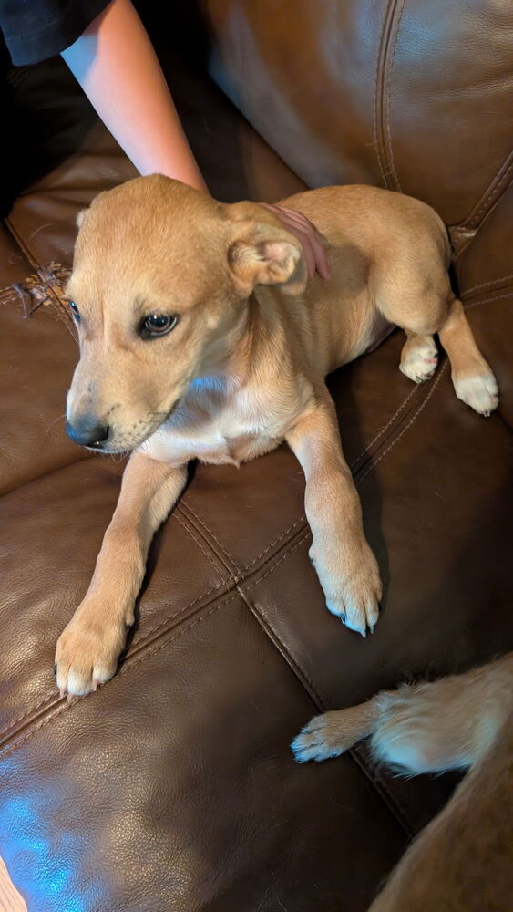 Dorito