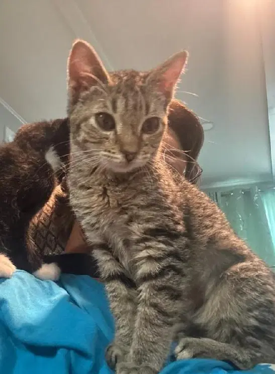Mist - Domestic Short Hair