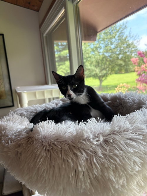Sherlock, a cat for adoption from Piedmont Animal Rescue
