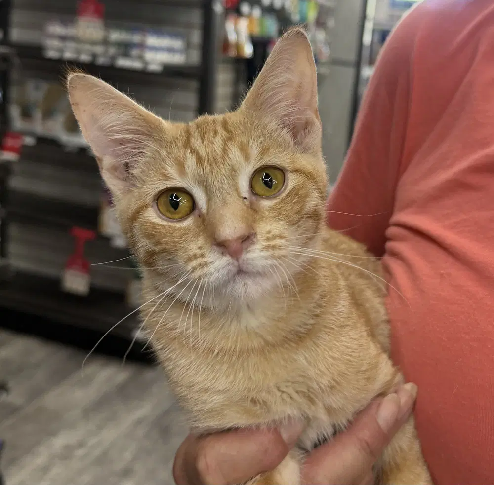 Bindy - Domestic Short Hair