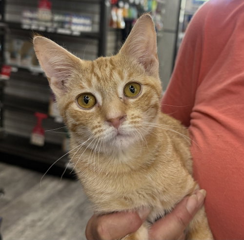 Bindy, a cat for adoption from Piedmont Animal Rescue